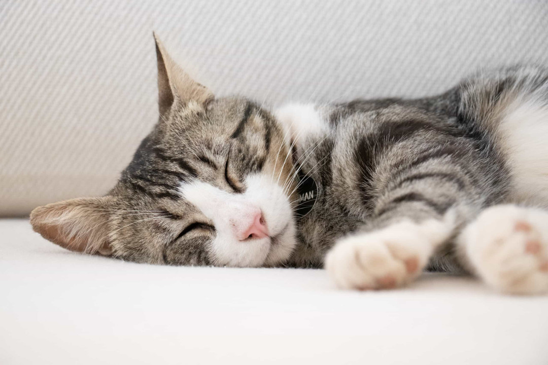 고양이의 수면 패턴