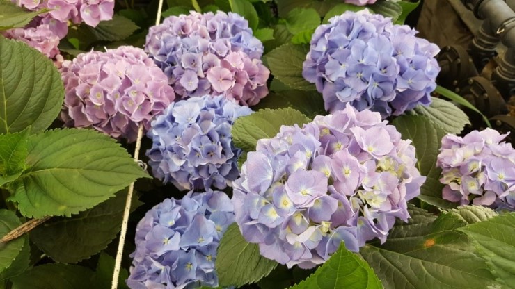 강진군, 수국 1인 1송이 사주기 운동