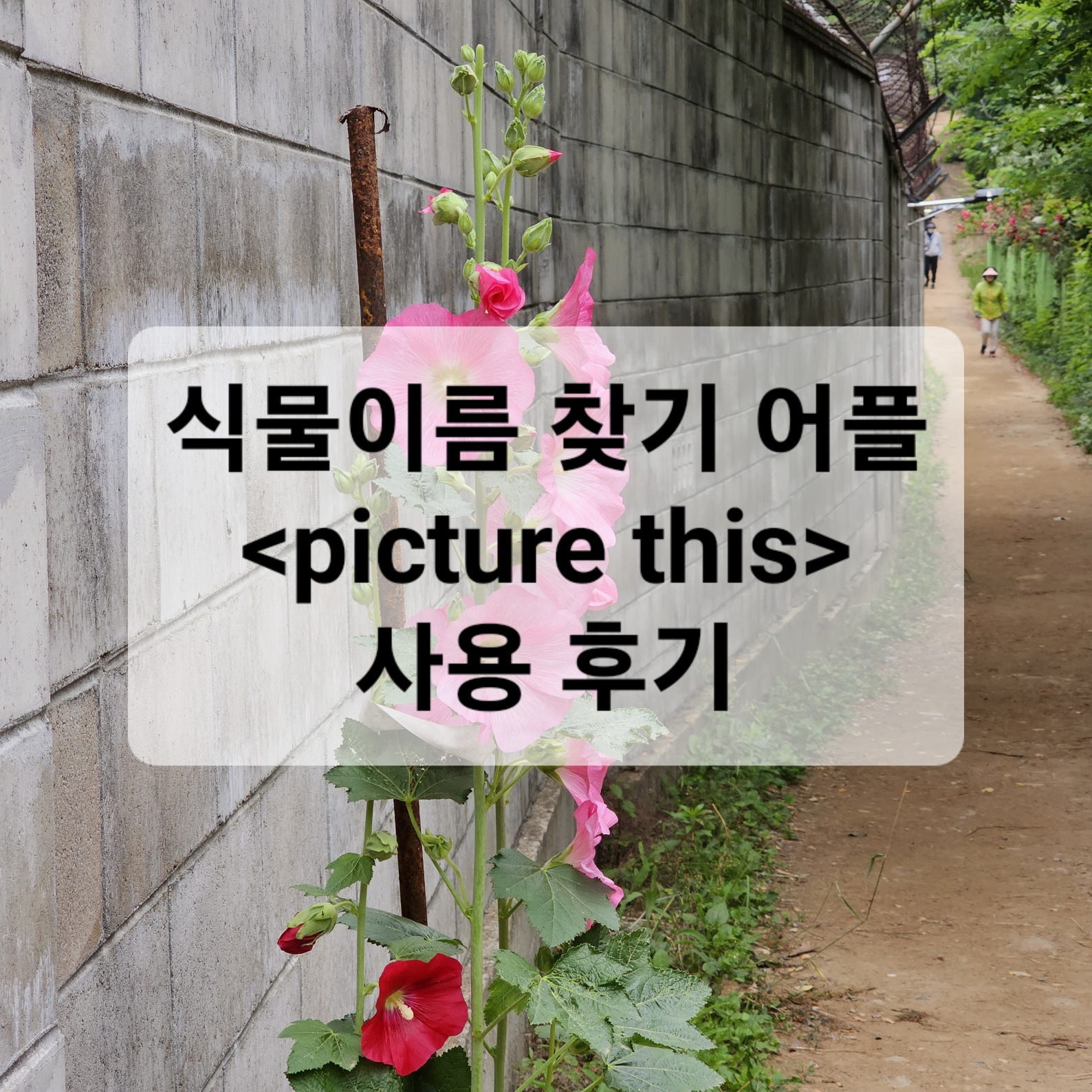 식물 이름 찾기 어플