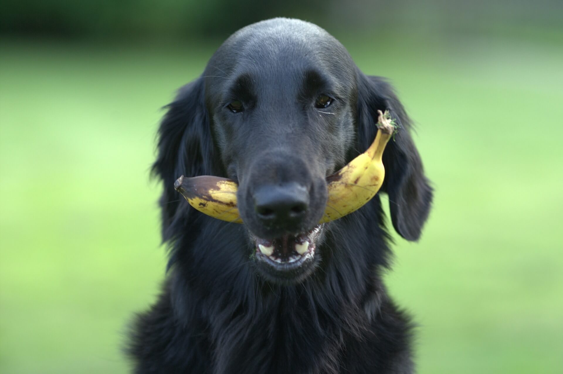 강아지 바나나 껍질