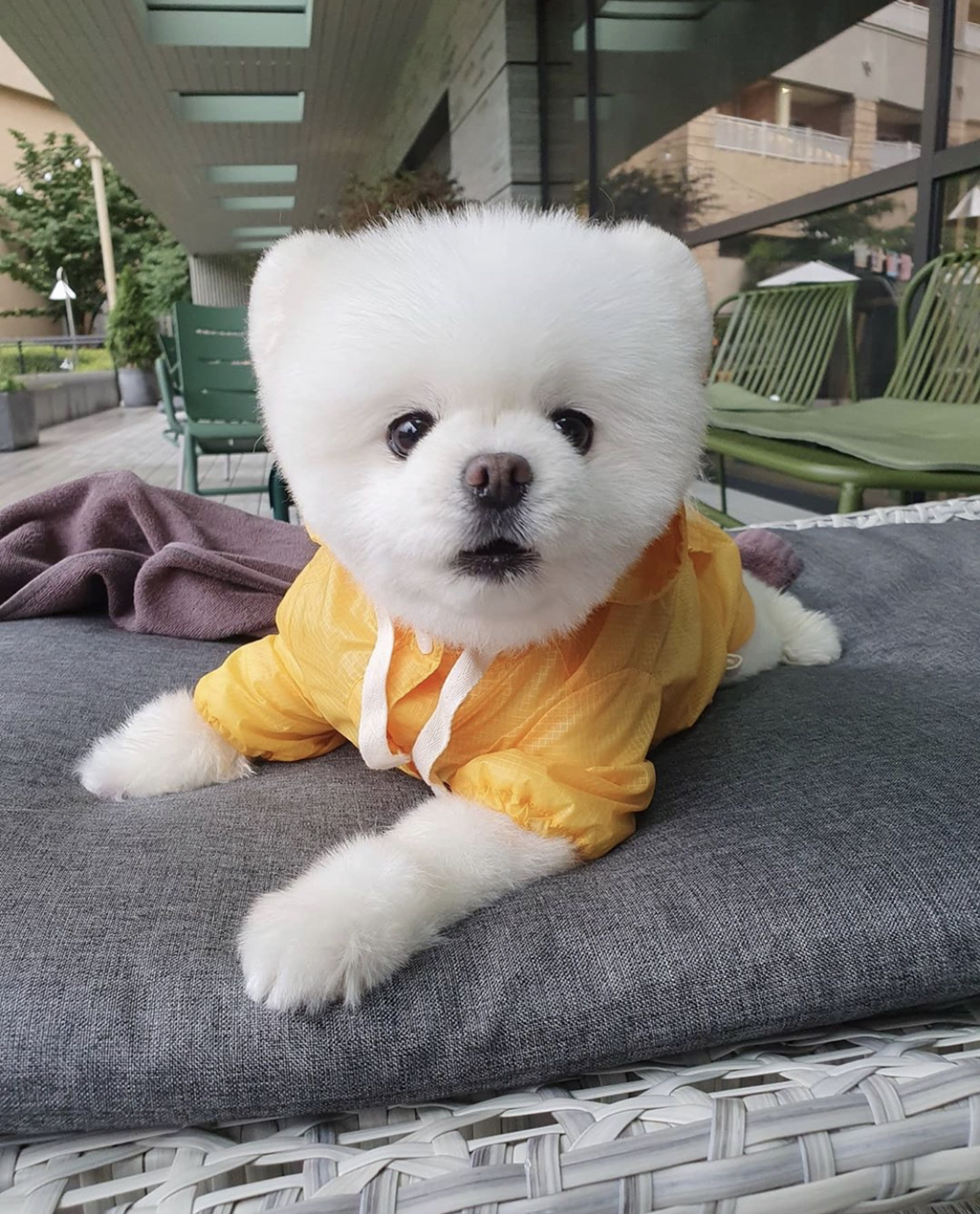  지나가는 댕댕이를 본 달리쓰