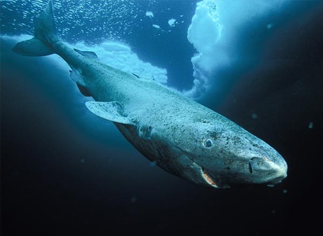 그린란드 상어