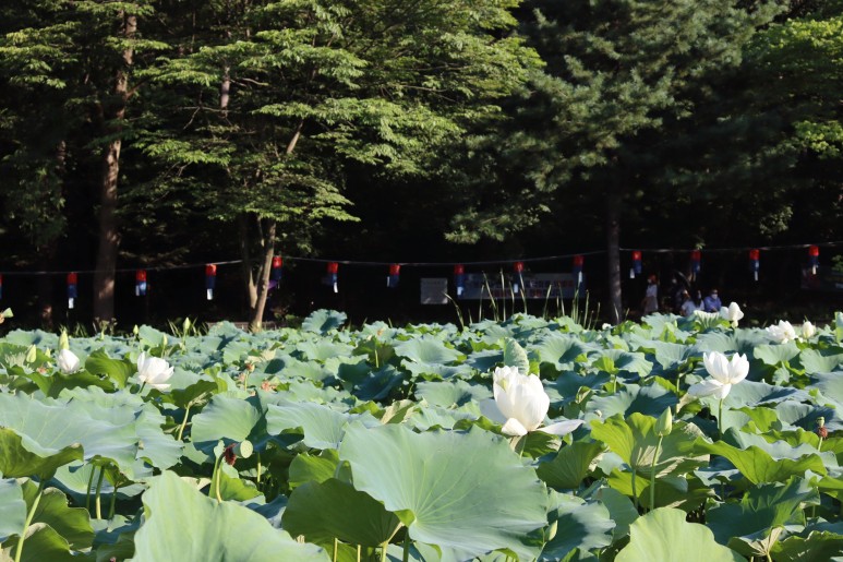 봉선사 연꽃 피는 시기 꽃놀이 합니다~경기도 연꽃축제 남양주여행 17