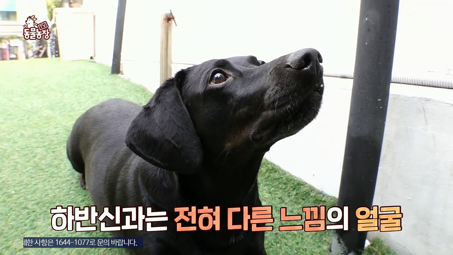 TV 동물농장.E1098.221204p.H264-F1RST.mp4_20221204_175413.262.jpg
