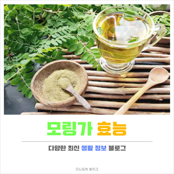  모링가 효능