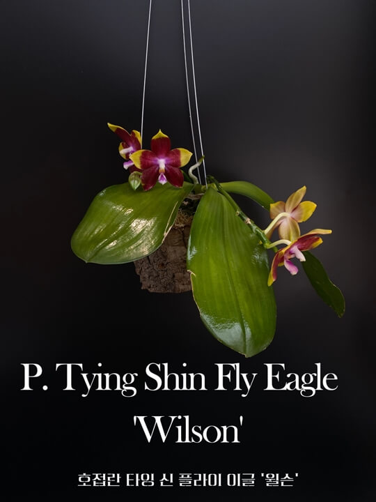 P. Tying Shin Fly Eagle &#39;Wilson&#39; 썸네일