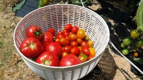 토마토-빨강-노랑-방울토마토-수확