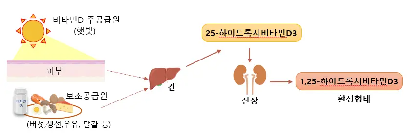 비타민 D 보충에 의한 노화쥐에서의 지방간 감소