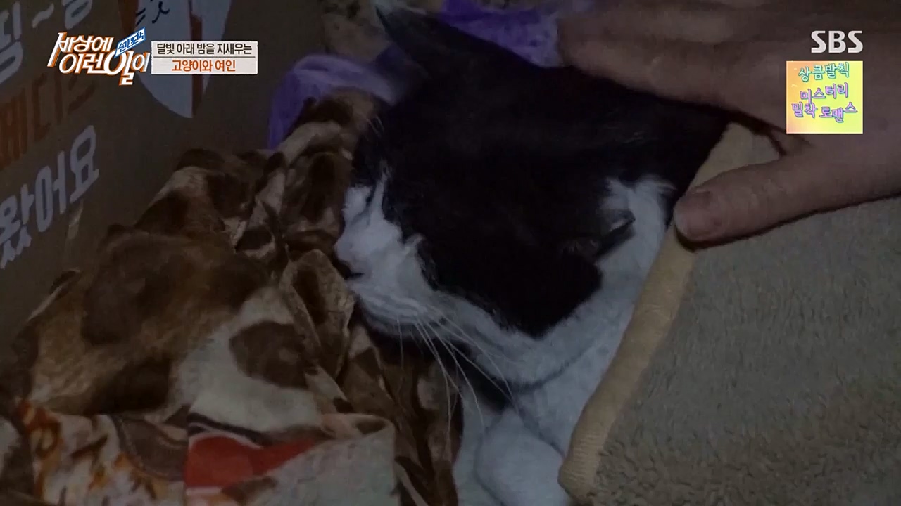 순간포착 세상에 이런일이.E1223.230329p-NEXT.mp4_20230329_192659.541.jpg