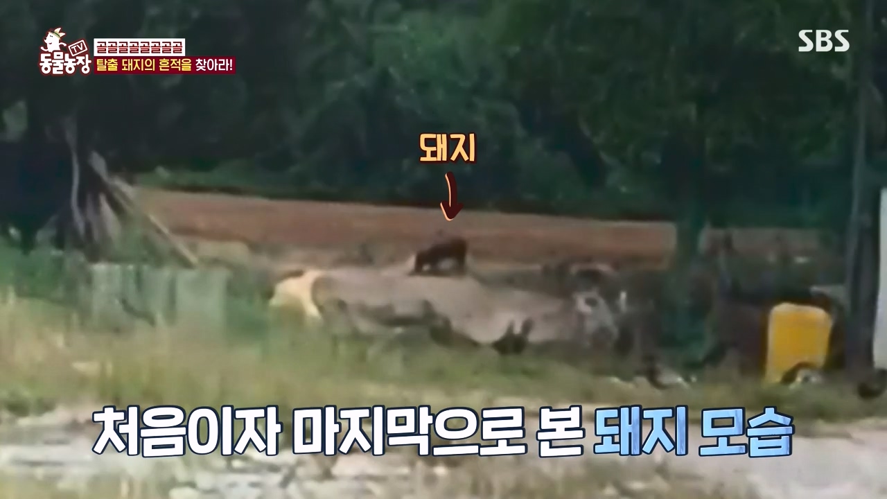 TV 동물농장.E1144.231106p-NEXT.mp4_20231105_175943.419.jpg