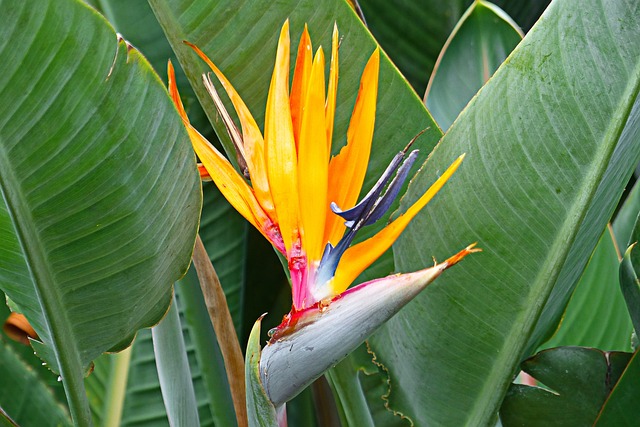 bird of paradise&#44; 극락조