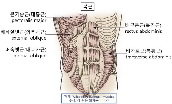 의학용어 abdominal muscle 뜻 복근, 복근의 종류