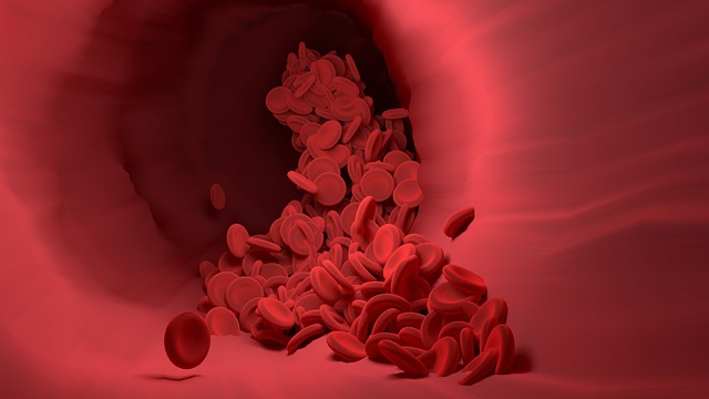 코코아효능 혈관