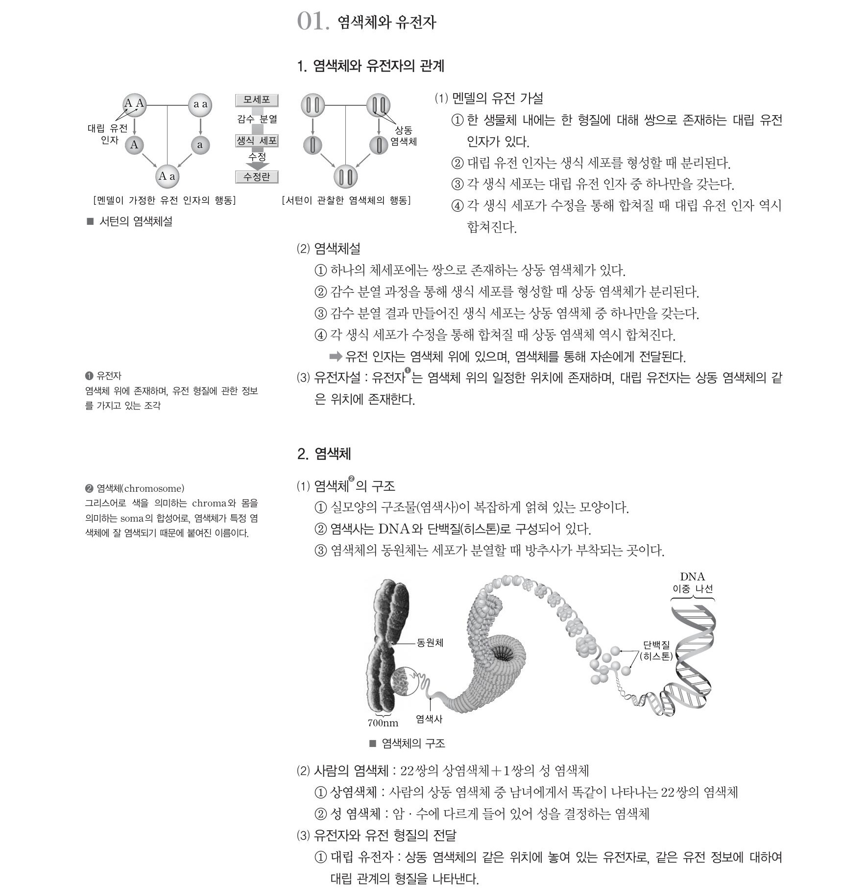 생명과학1-멘델의유전가설,염섹체설,유전자설,염색체의구조,사람의유전(단일인자 유전,다인자유전),반성 유전,한성 유전,유전자돌연변이,염색체돌연변이,