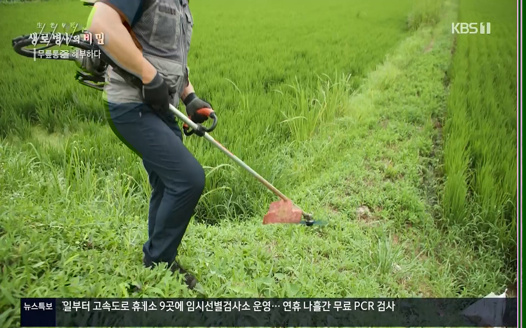 생로병사의 비밀.E834.220907p.H264-F1RST.mp4_20220908_210422.044.jpg