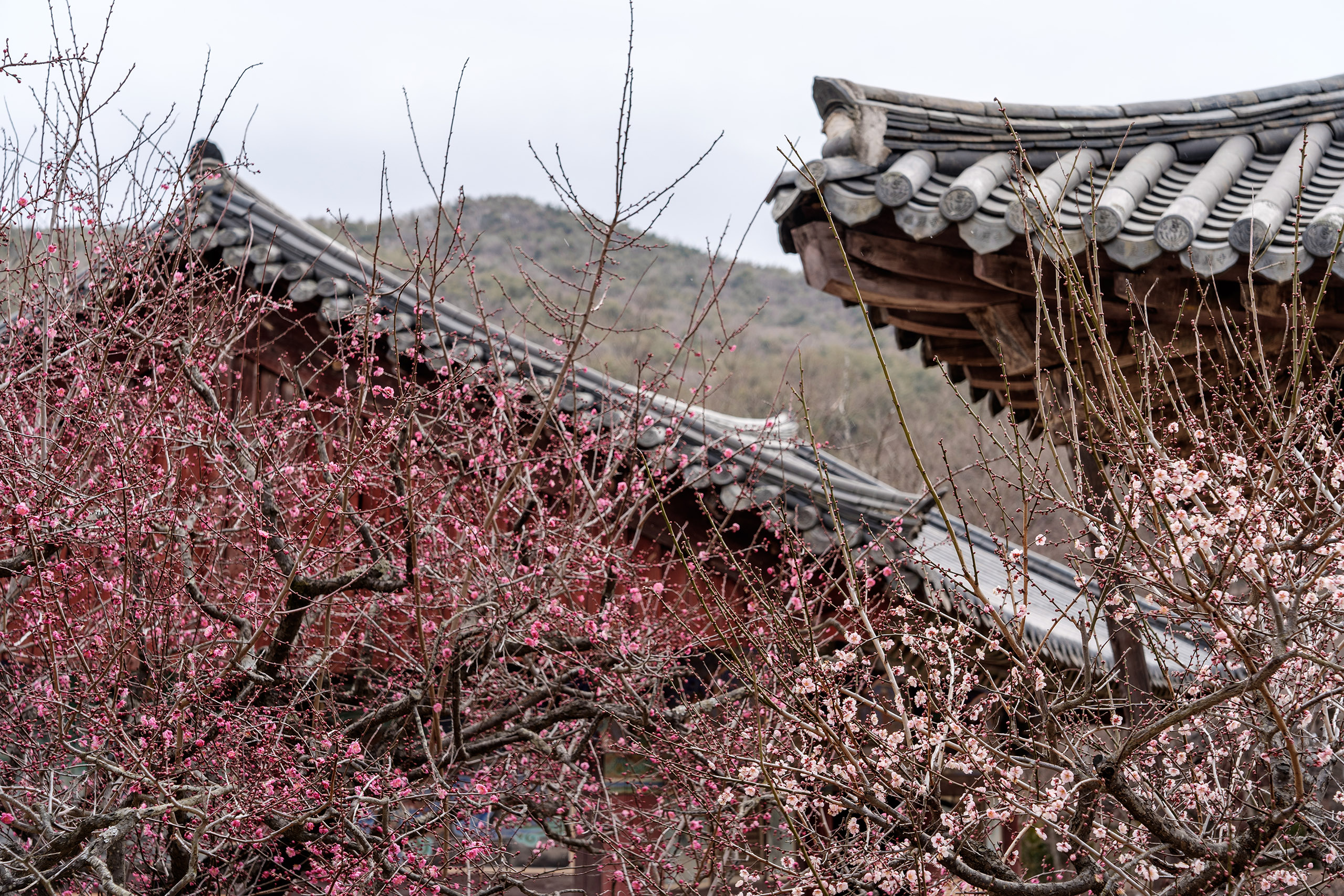 경상남도 양산 통도사