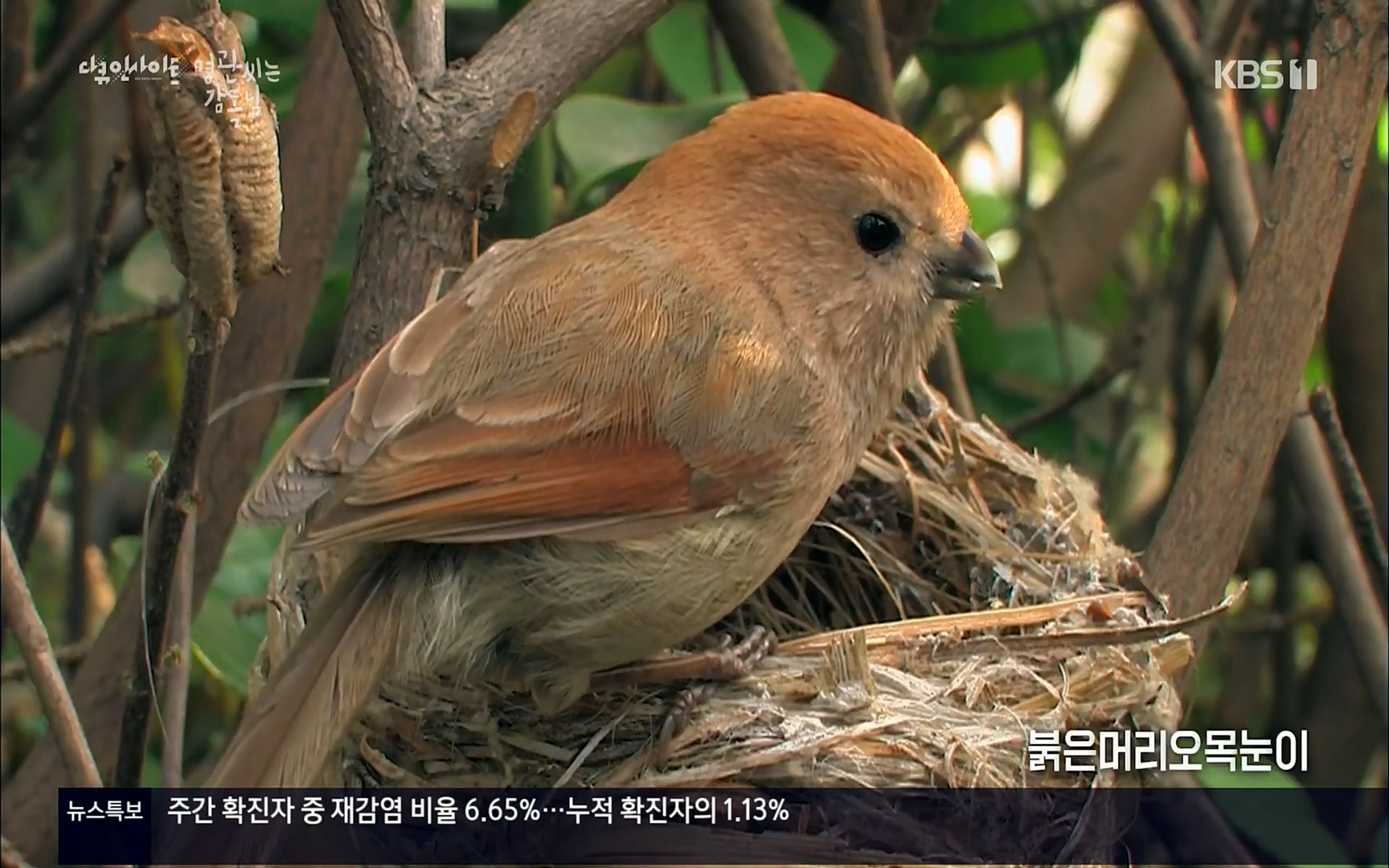 다큐 인사이트.E122.220825p.H264-F1RST.mp4_20220826_150845.004.jpg