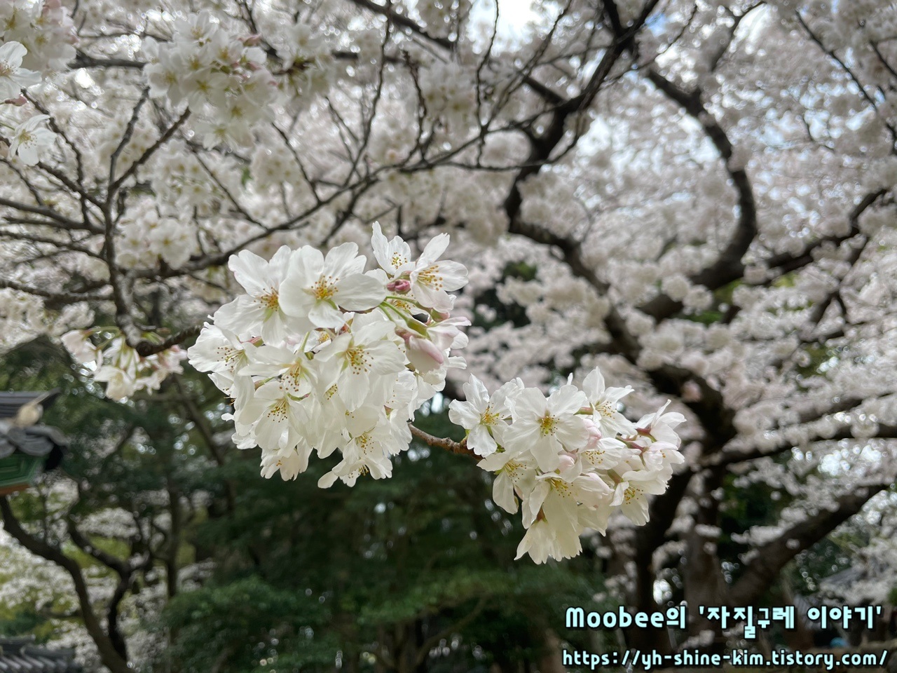 제주 삼성혈 벚꽃