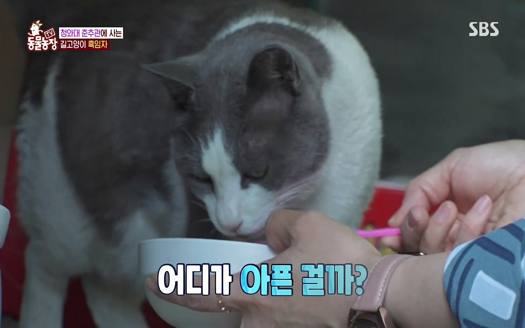 TV 동물농장.E1072.220605p.H264-F1RST.mp4_20220605_181437.387.jpg