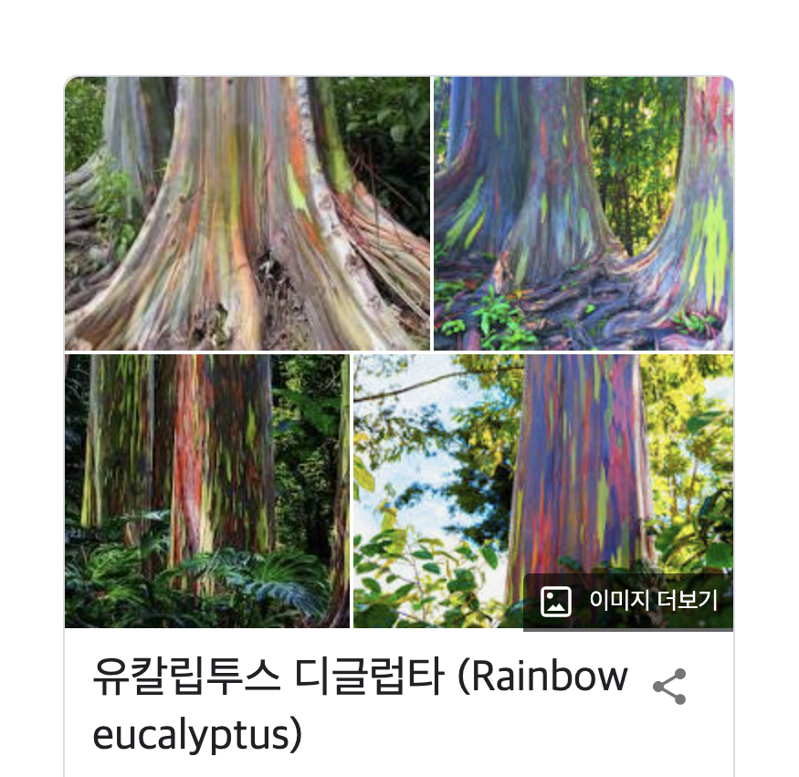  특이한 유칼립투스 종류 - 무지개 유칼립투스 (유칼립투스 디글럽타)