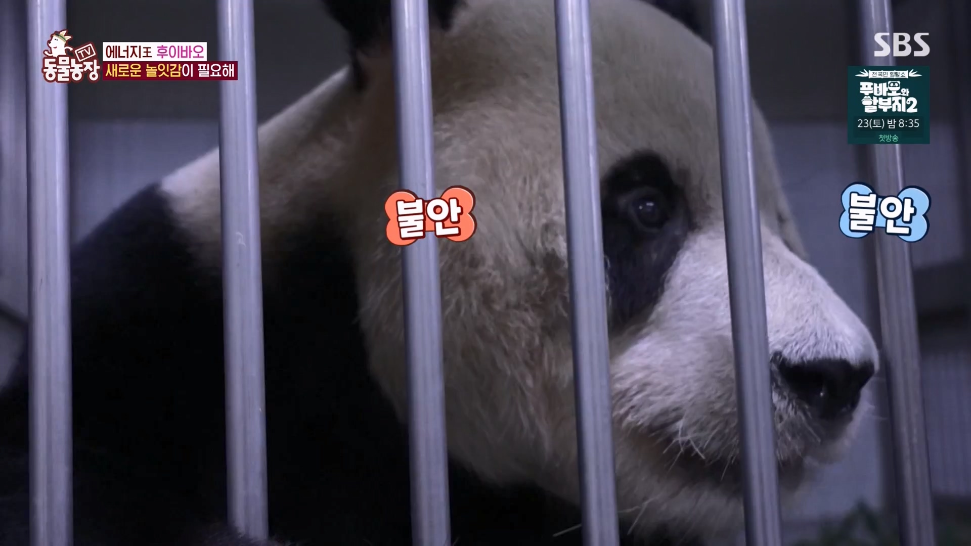 TV 동물농장.E1163.240317p-NEXT.mp4_20240317_171057.015.jpg