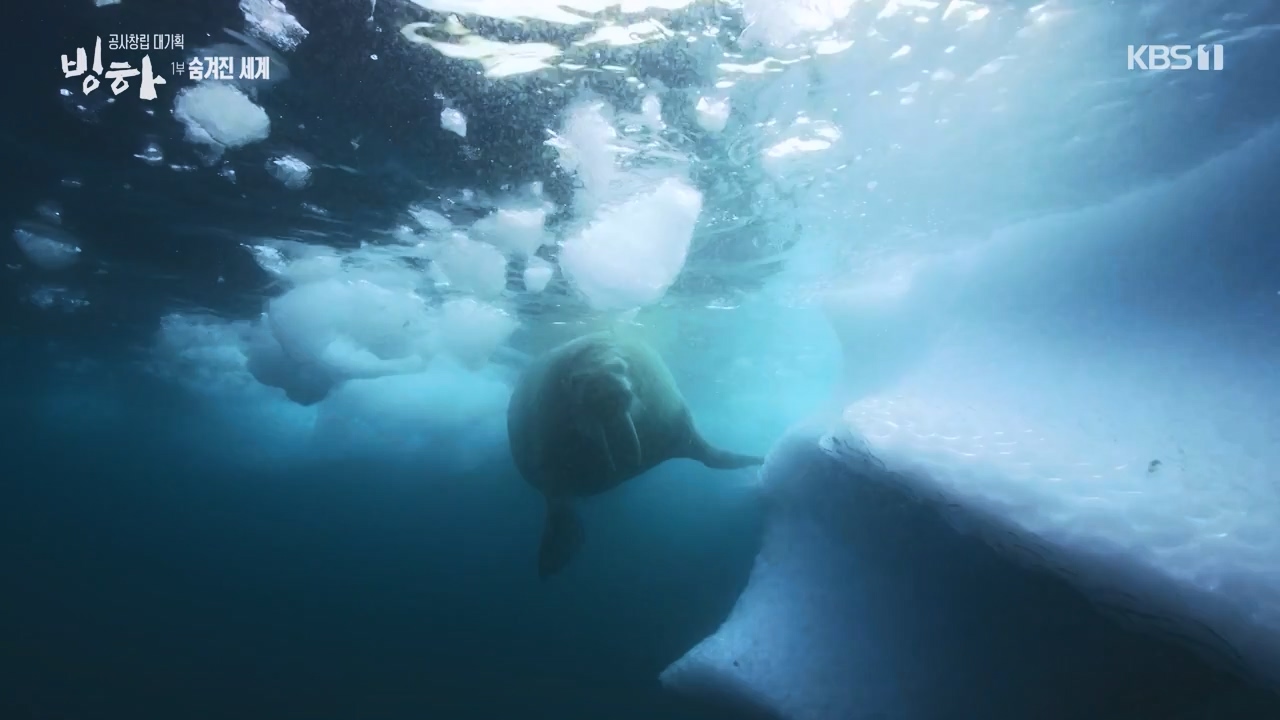 KBS 대기획 3부작 빙하.E01.240308p-NEXT.mp4_20240310_145929.323.jpg