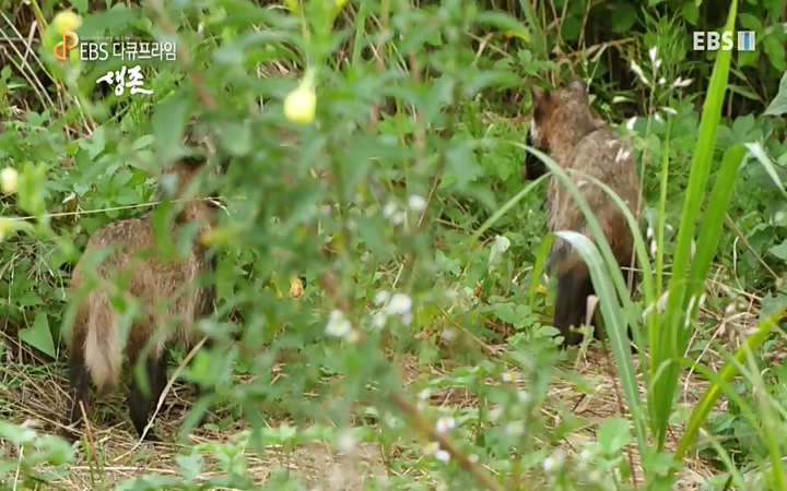EBS 다큐프라임_ 220628.avi_20220629_210205.509.jpg