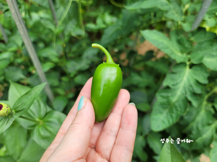 아파트 정원작물 할라페노 고추 재배, 고추씨 심기, 묘목 심기, 수확, 피클 만들기 19