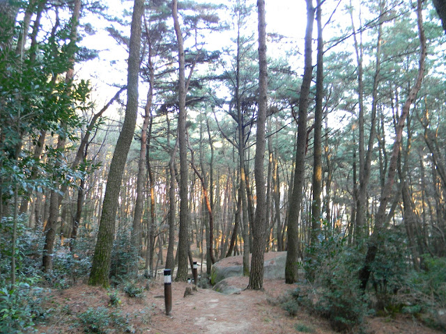 금강공원 소나무숲