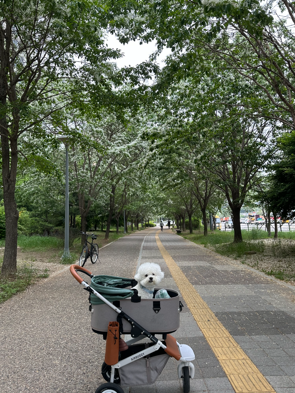 이팝나무 아래에서 사진찍히는 강아지