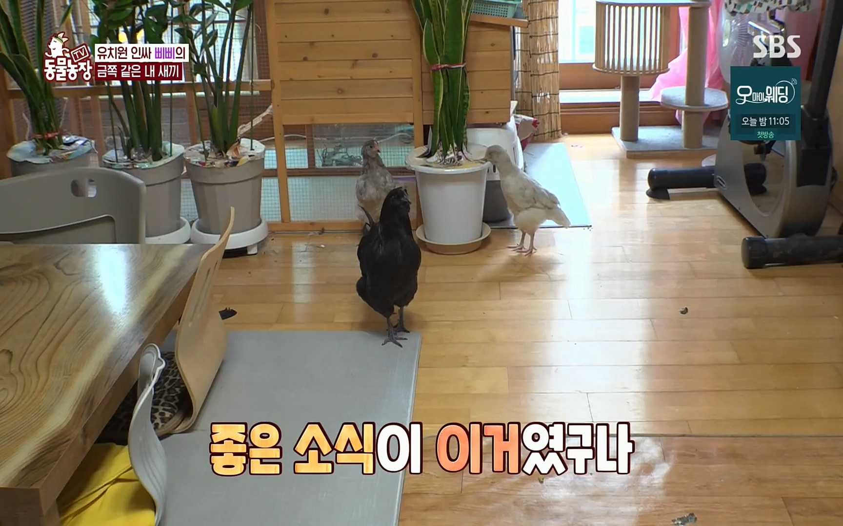 TV 동물농장.E1073.220612p.H264-F1RST.mp4_20220612_181335.963.jpg
