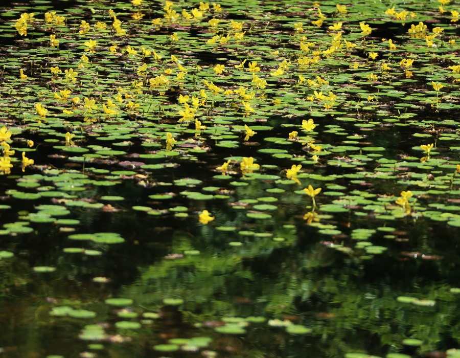 물위에-떠있는것같이-보이는-노랑어리연꽃