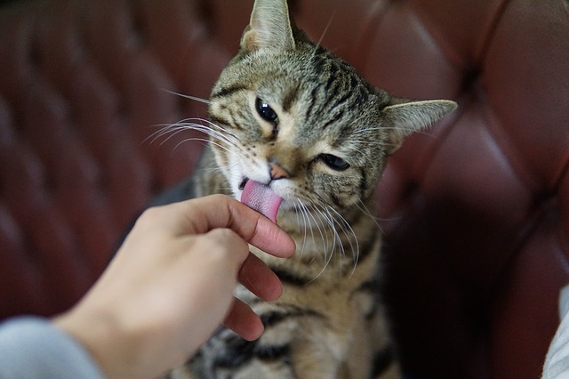 아메리칸 숏헤어 - 미국 길고양이, 순종이 되다!