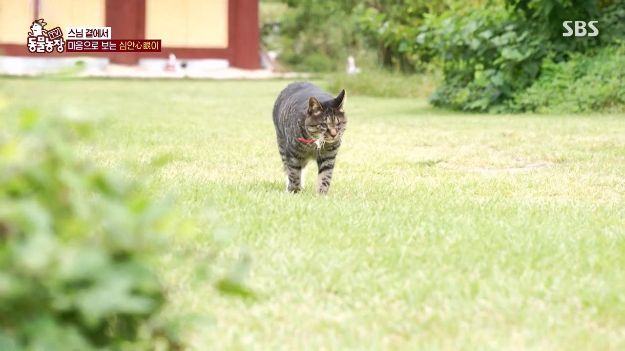 TV 동물농장.E1143.231030p-NEXT.mp4_20231029_161419.404.jpg