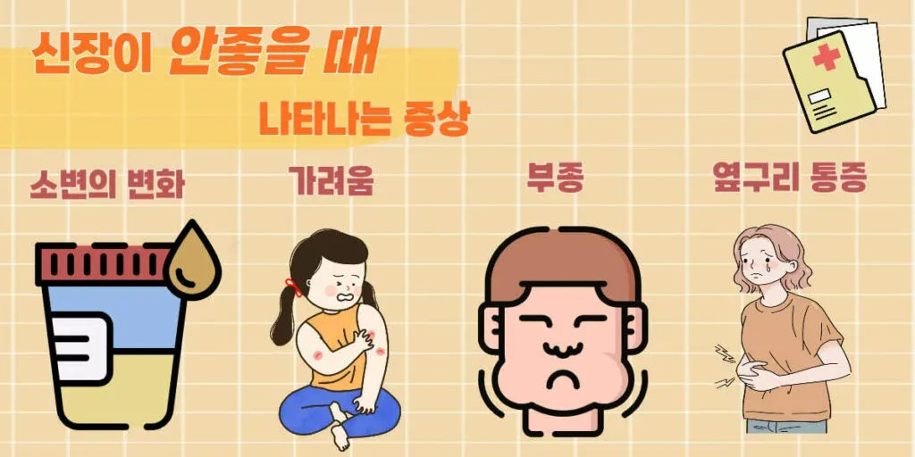 콩팥이 안좋으면 나타나는 증상