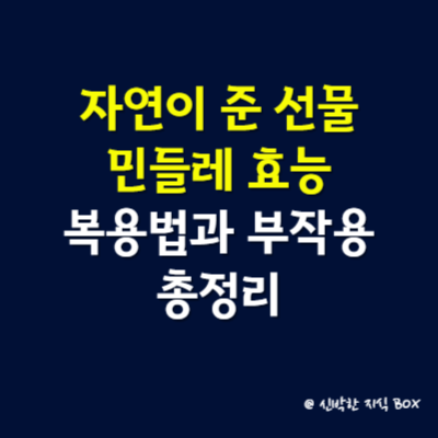 자연이 준 선물, 민들레 효능 및 복용법과 부작용 총정리