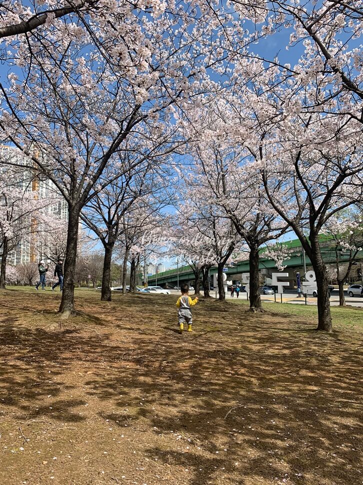 벚꽃나무