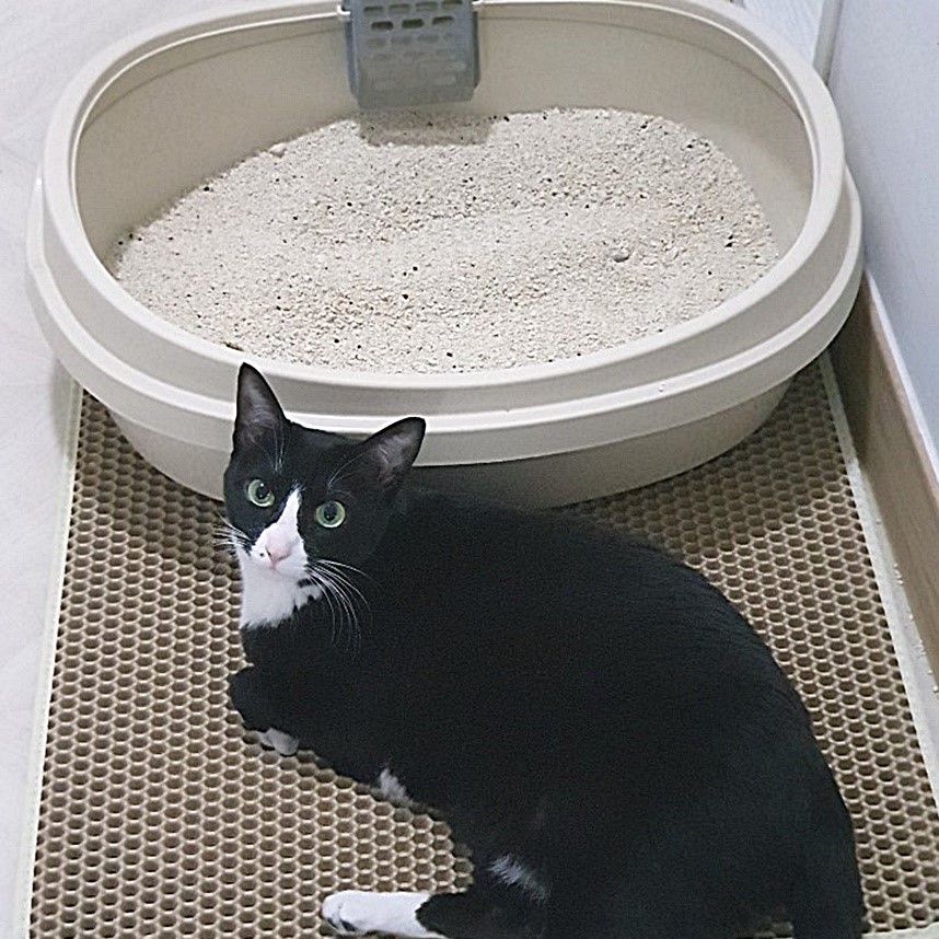  고양이 변비 증상과 원인 & 치료와 관리는 어떻게 할까?