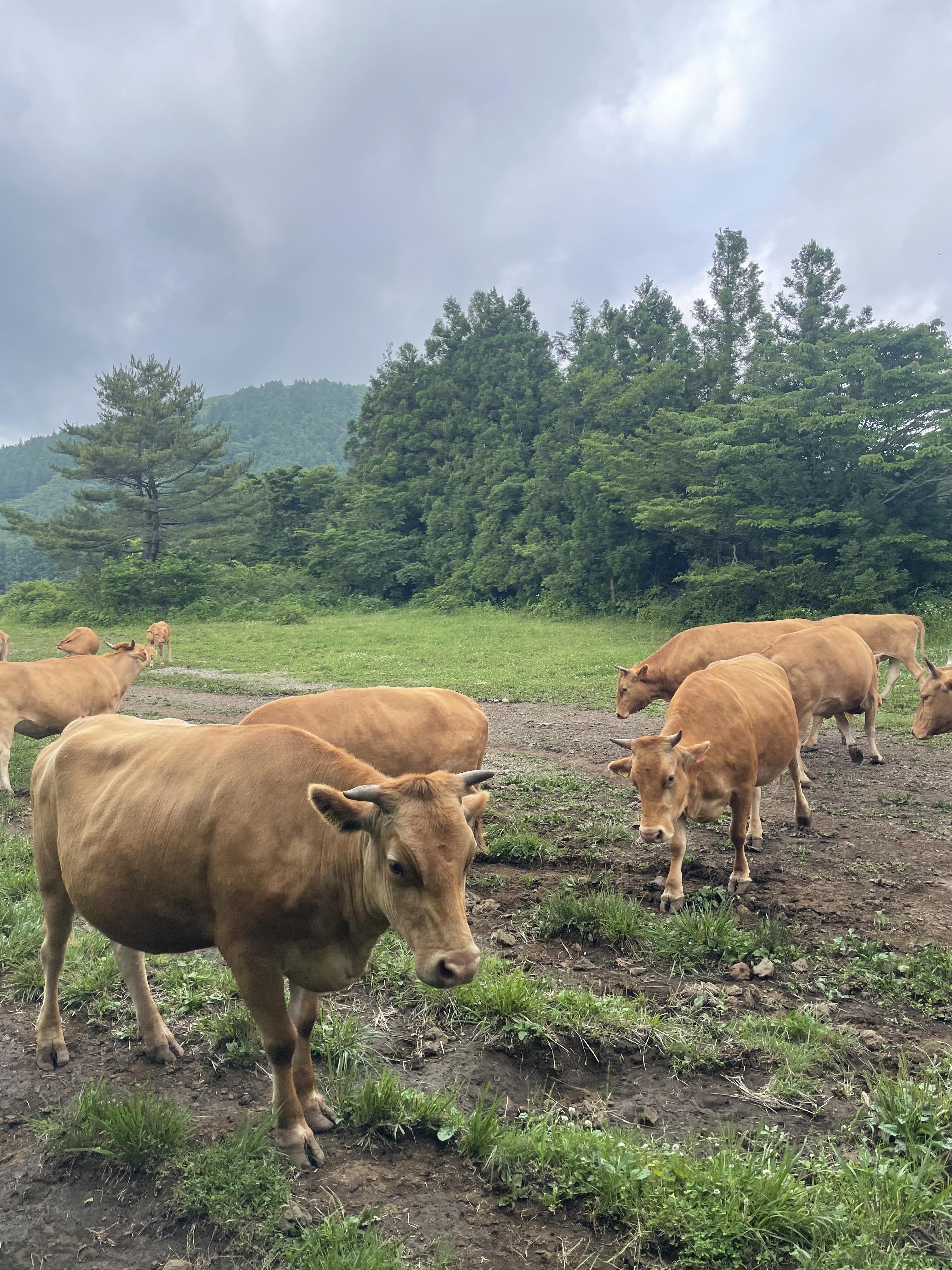 제주도여행-제주가볼만한곳-제주도오름-물영아리