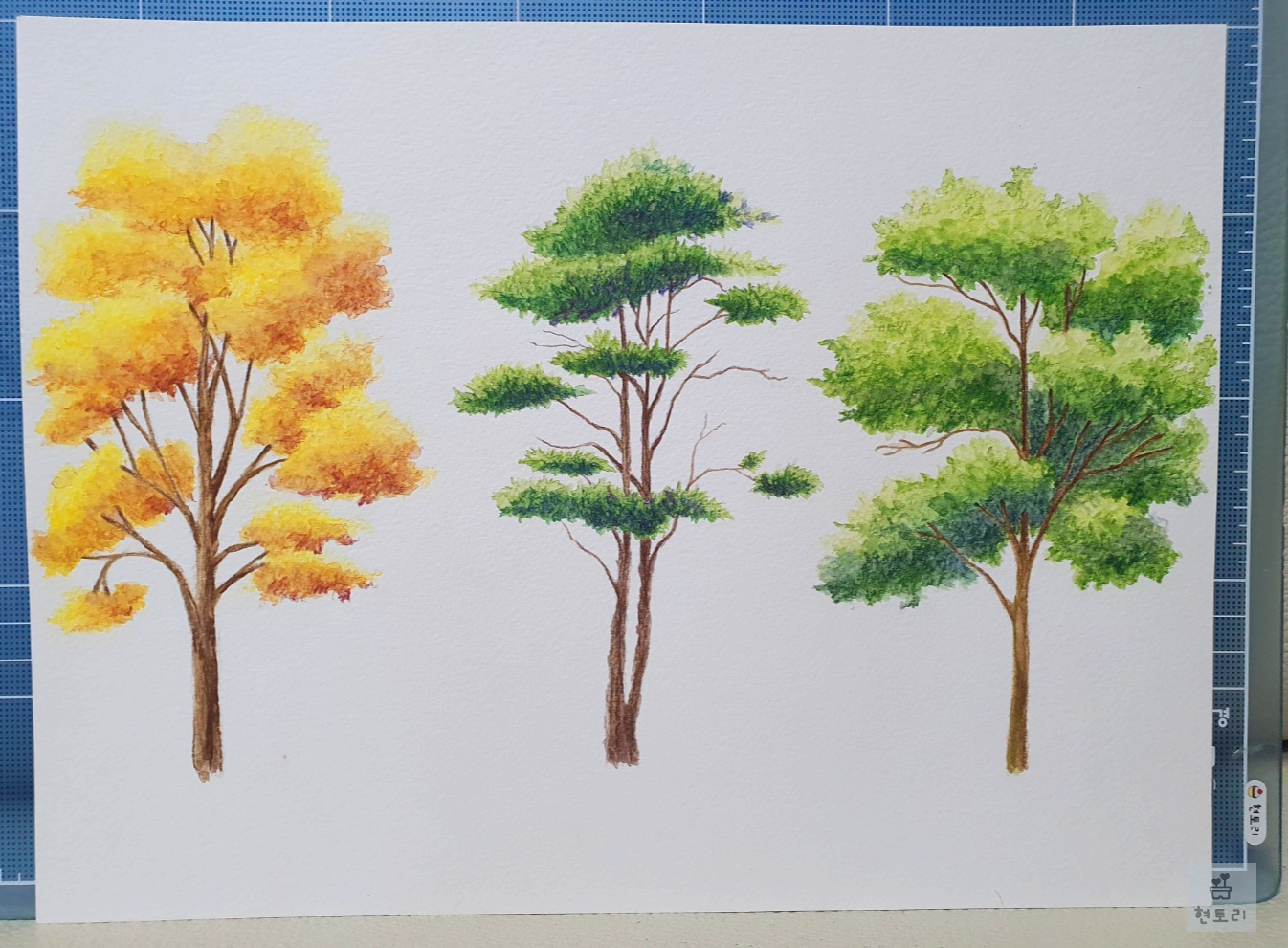 느티나무&#44; 침엽수&#44; 참나무 완성
