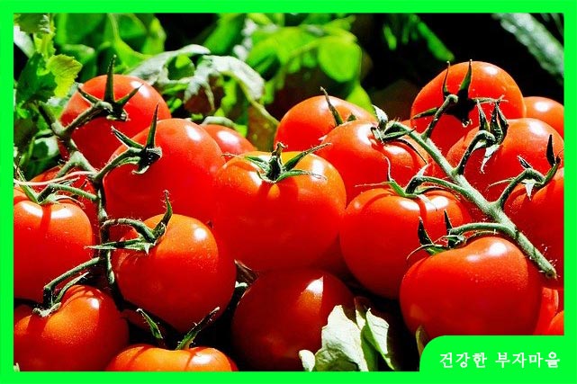 토마토에 들어있는 라이코펜 성분은 항산화 작용과 동시에 혈관에 혈전을 제거