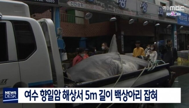  최근 여수 앞바다에서 잡힌 백상아리ㄷㄷㄷㄷ