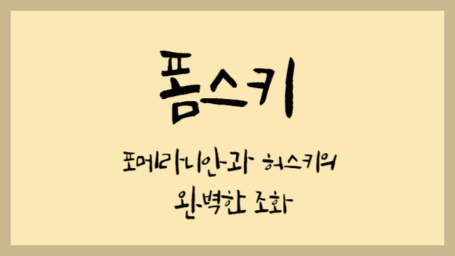  폼스키(Pomsky) : 포메라니안과 허스키의 완벽한 조화