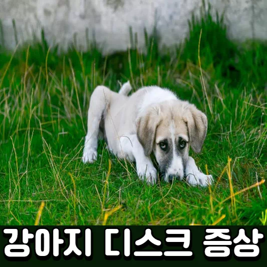 강아지-디스크
반려견-디스크
개-디스크
강아지-디스크-증상
강아지-디스크-수술
개-디스크-치료
강아지-디스크-치료
강아지-디스크-증상
디스크-원인