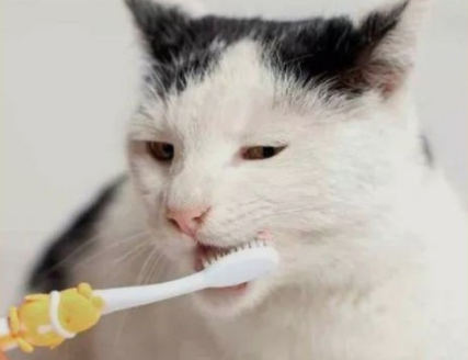  치아 / 잇몸관리를 위한 양치질