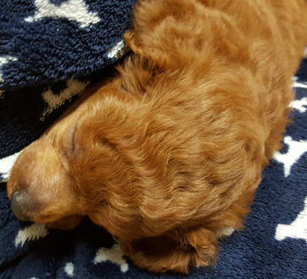  유기동물 문제를 해결하는 방법: 함께해요!