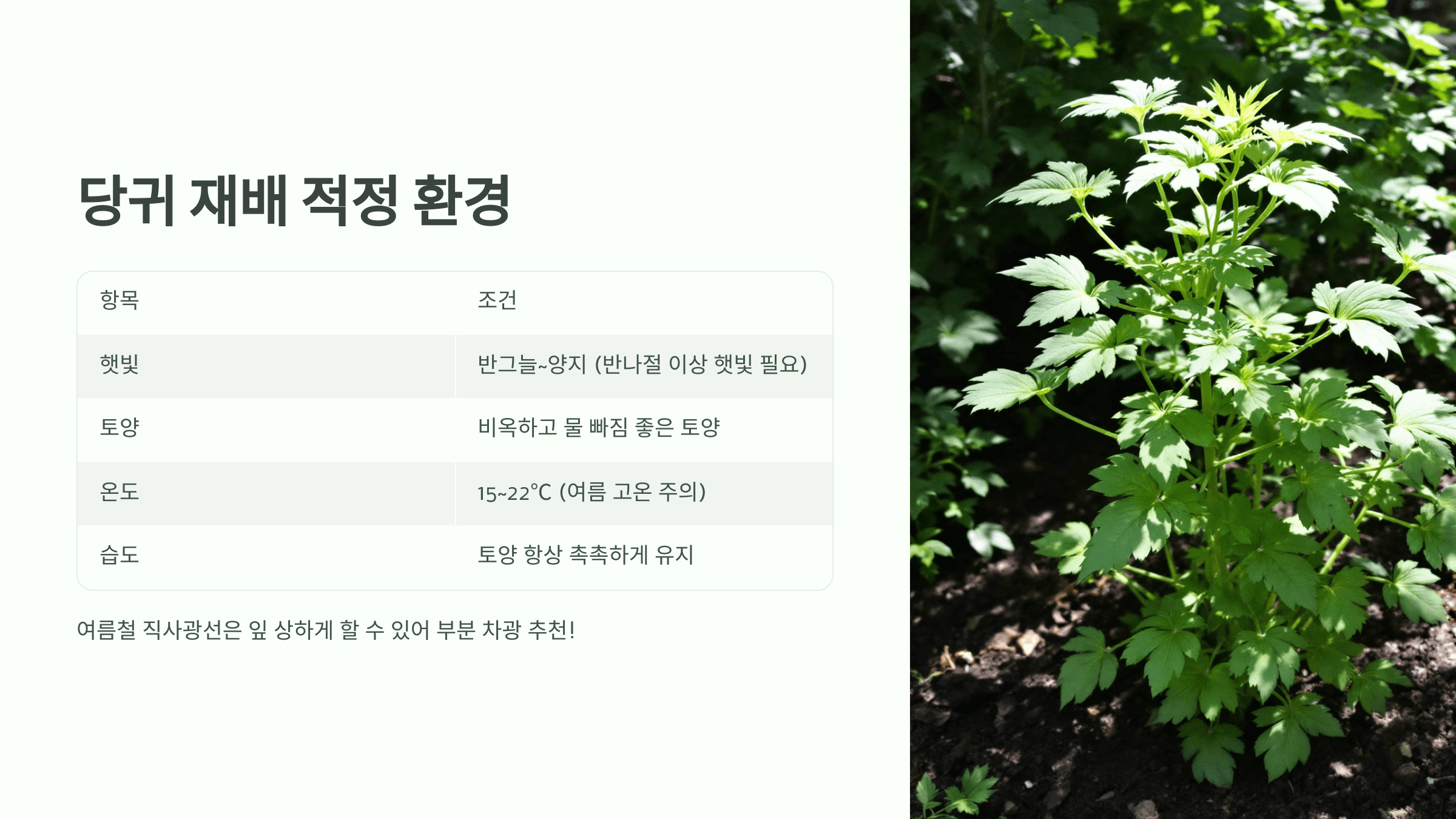 당귀 재배법, 수확시기와 방법