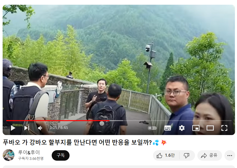 푸바오와 강할부지 만남?! 중국 간 강바오 사육사 동영상, 쌍둥바오 루이,후이 생일파티 인형, 굿즈