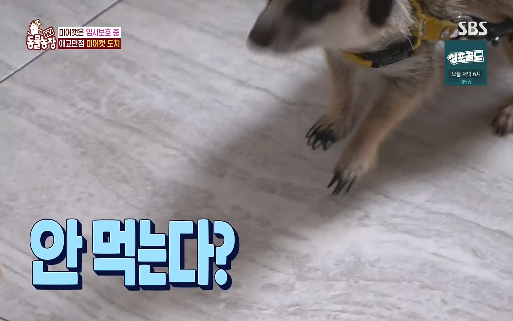 TV 동물농장.E1088.220925p.H264-F1RST.mp4_20220925_174409.074.jpg