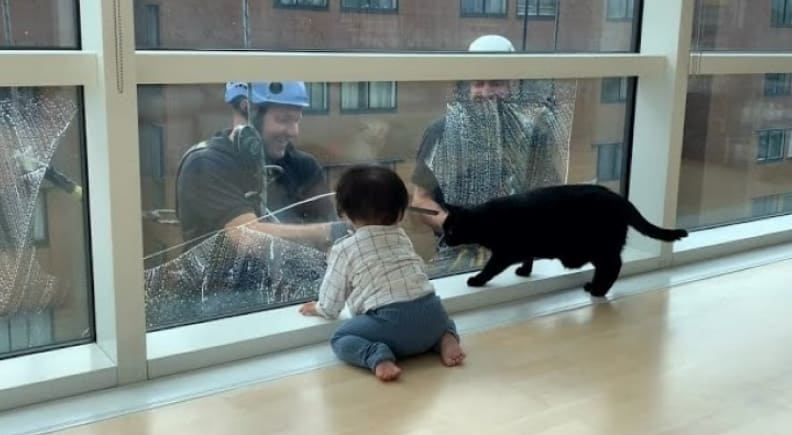 창문 닦기 구경에 흠뻑 빠진 아기와 강아지 VIDEO: Adorable Toddler and Cat Stop Everything to Watch Window Washers Every Time
